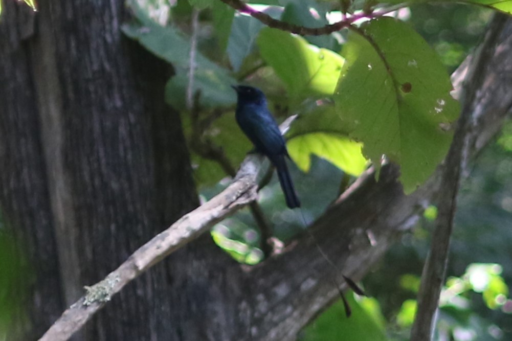 Lesser Racket-tailed Drongo - ML613711890