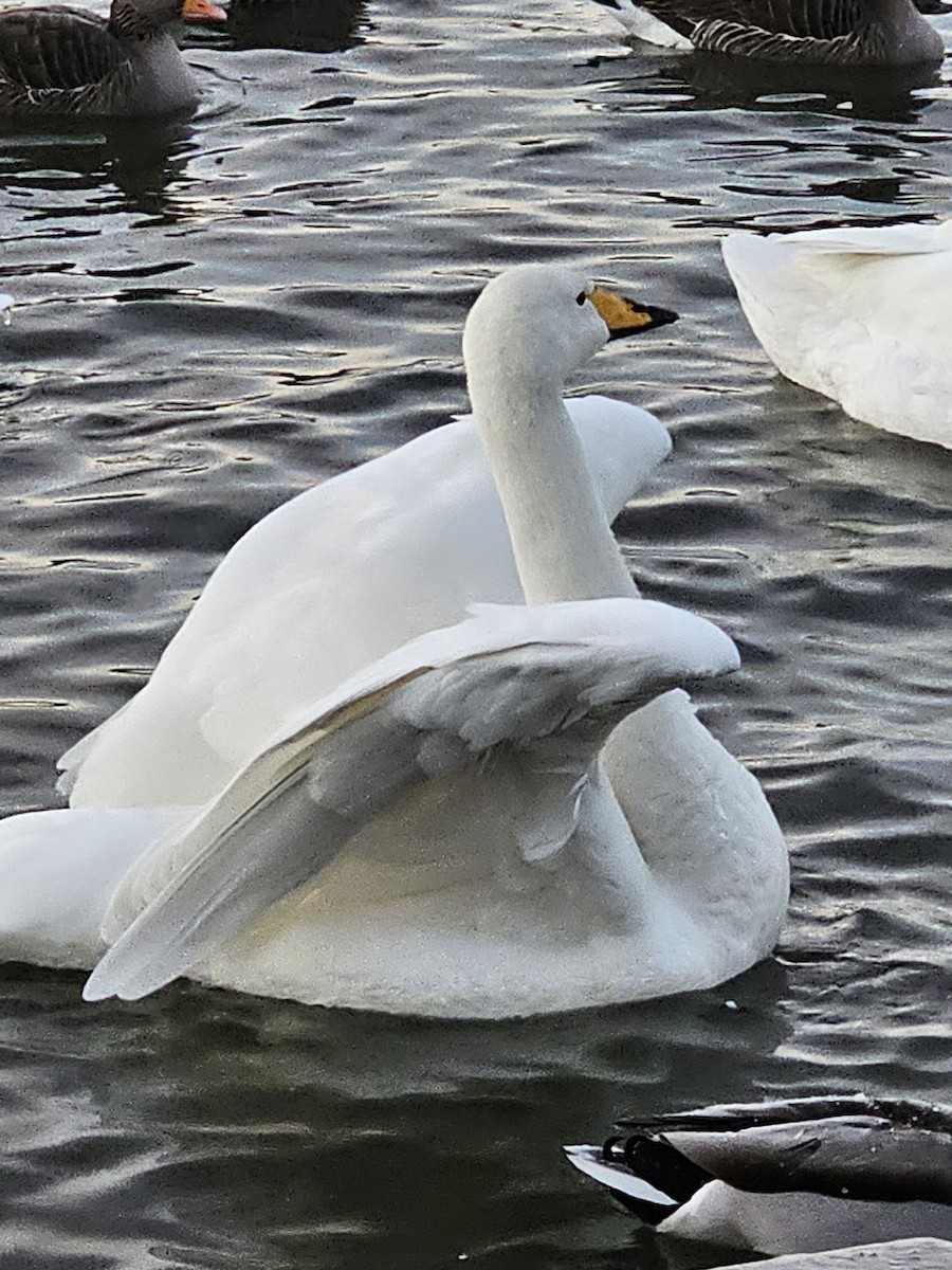 Whooper Swan - ML613711941