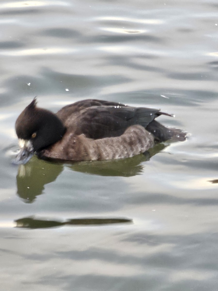 Tufted Duck - Heather Rutledge