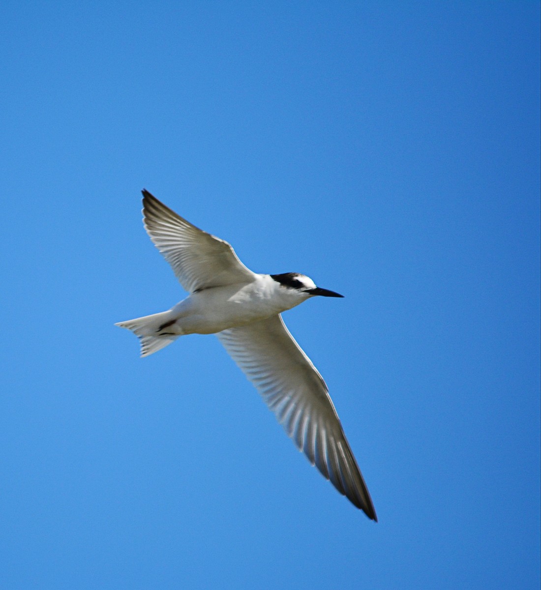 Little Tern - Paulo Narciso