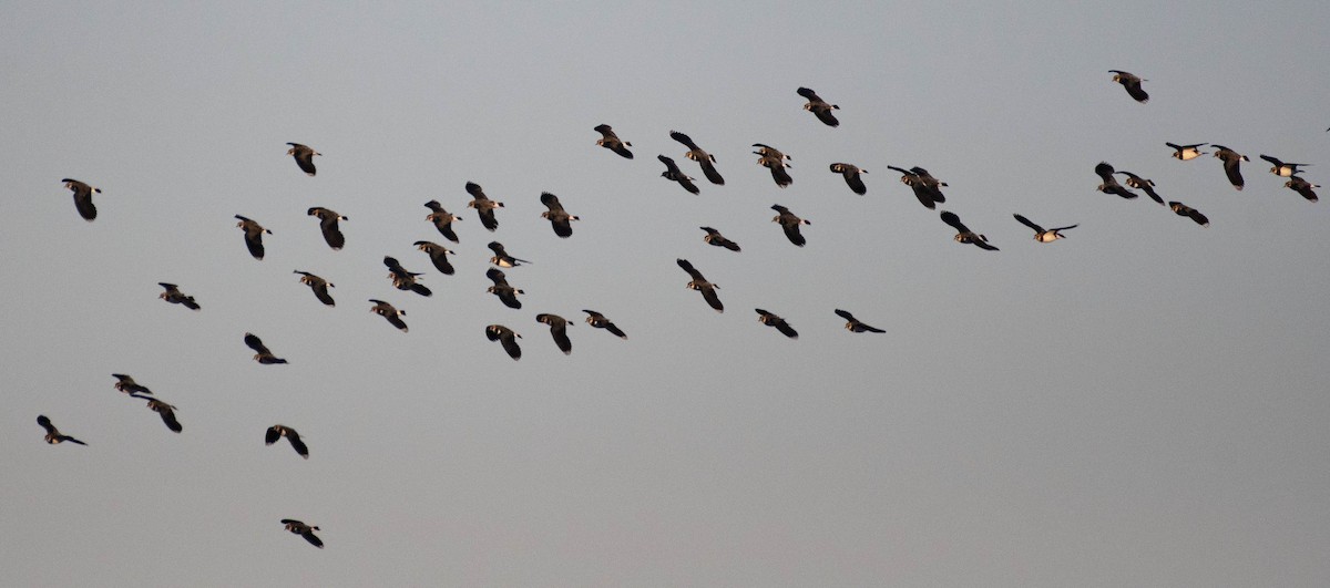 Northern Lapwing - ML613711990