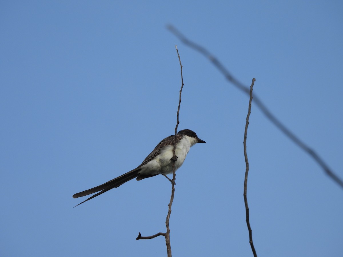 Fork-tailed Flycatcher - Iza Alencar
