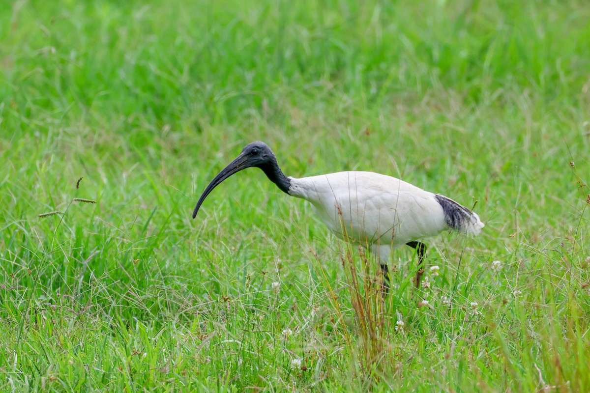 ibis australský - ML613712055