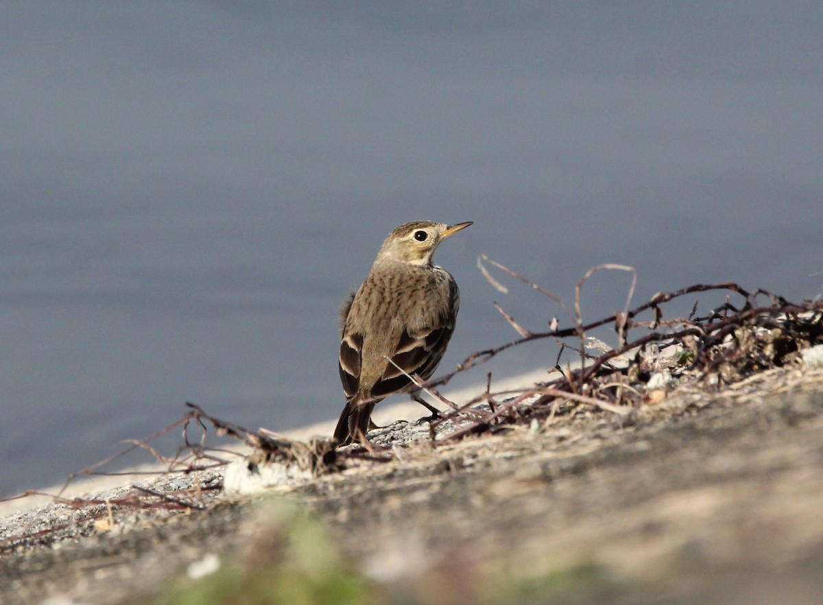 American Pipit - ML613712059