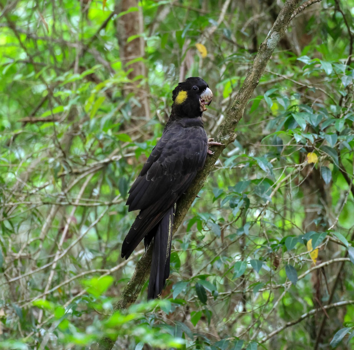 Yellow-tailed Black-Cockatoo - ML613712060