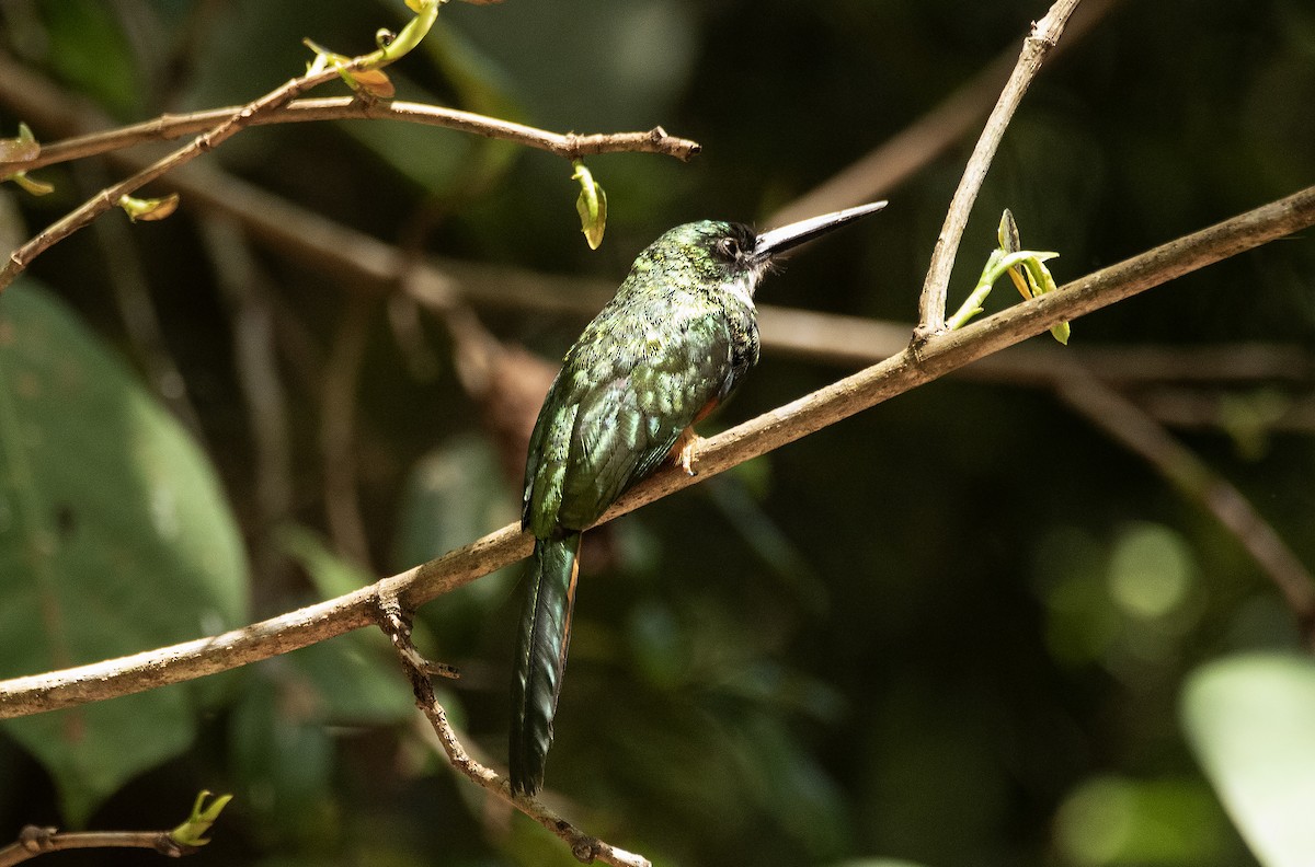 Rufous-tailed Jacamar - Eduardo Vieira 17