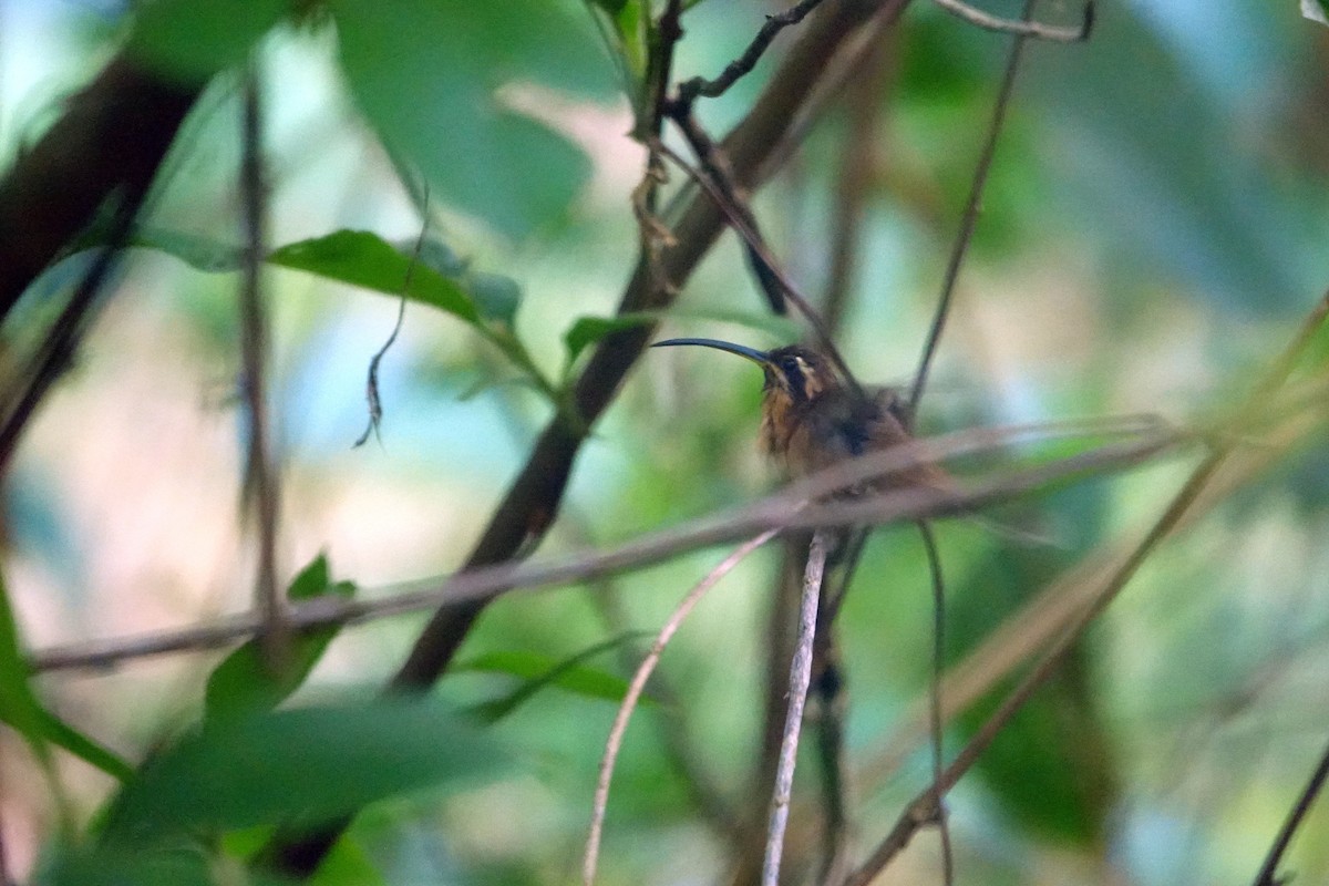 kolibřík trpasličí - ML613712120