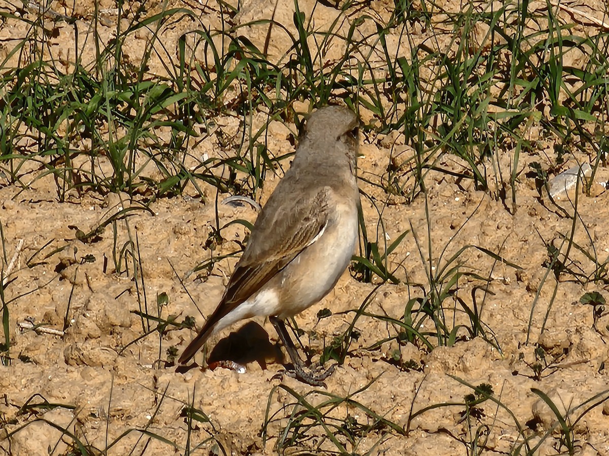 Isabelline Wheatear - ML613712334