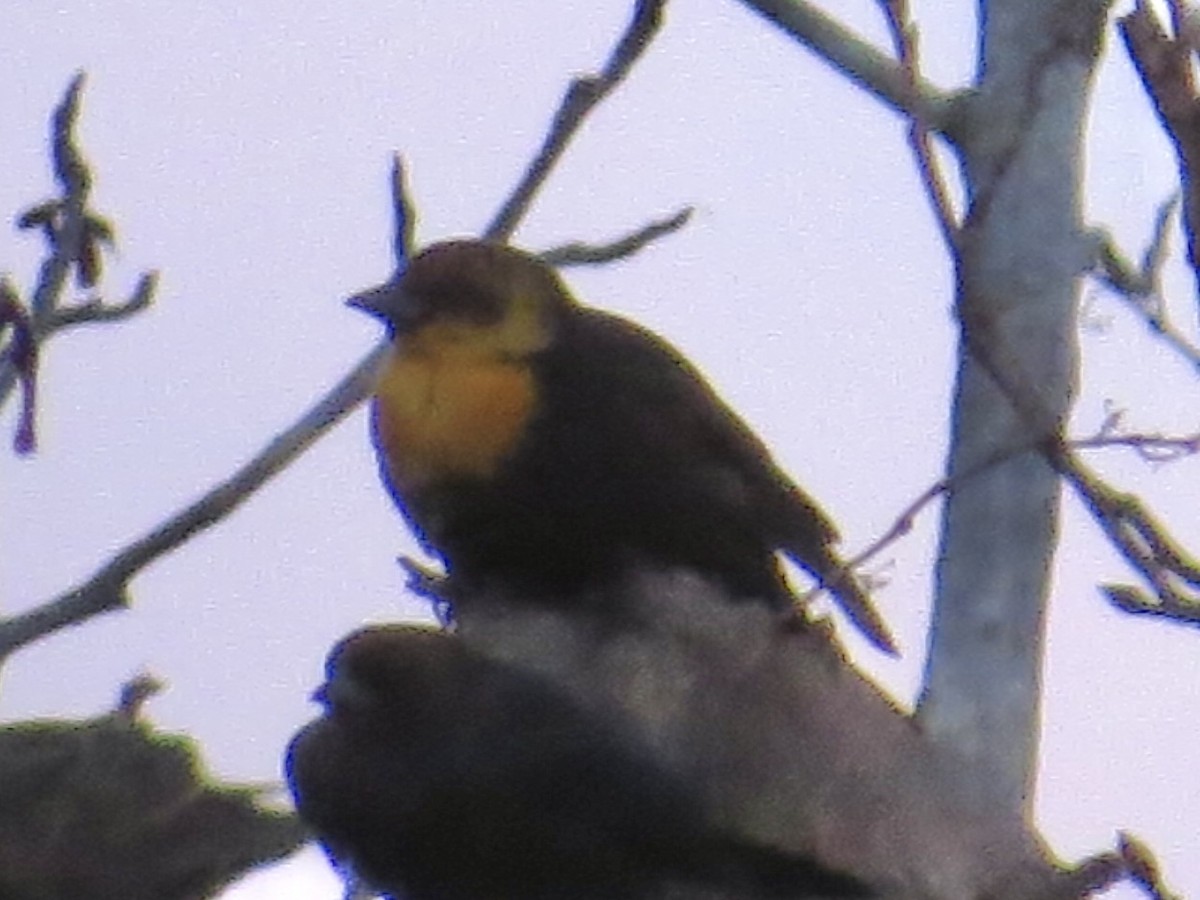 Yellow-headed Blackbird - ML613712343