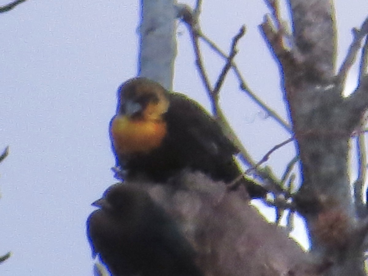 Yellow-headed Blackbird - ML613712347