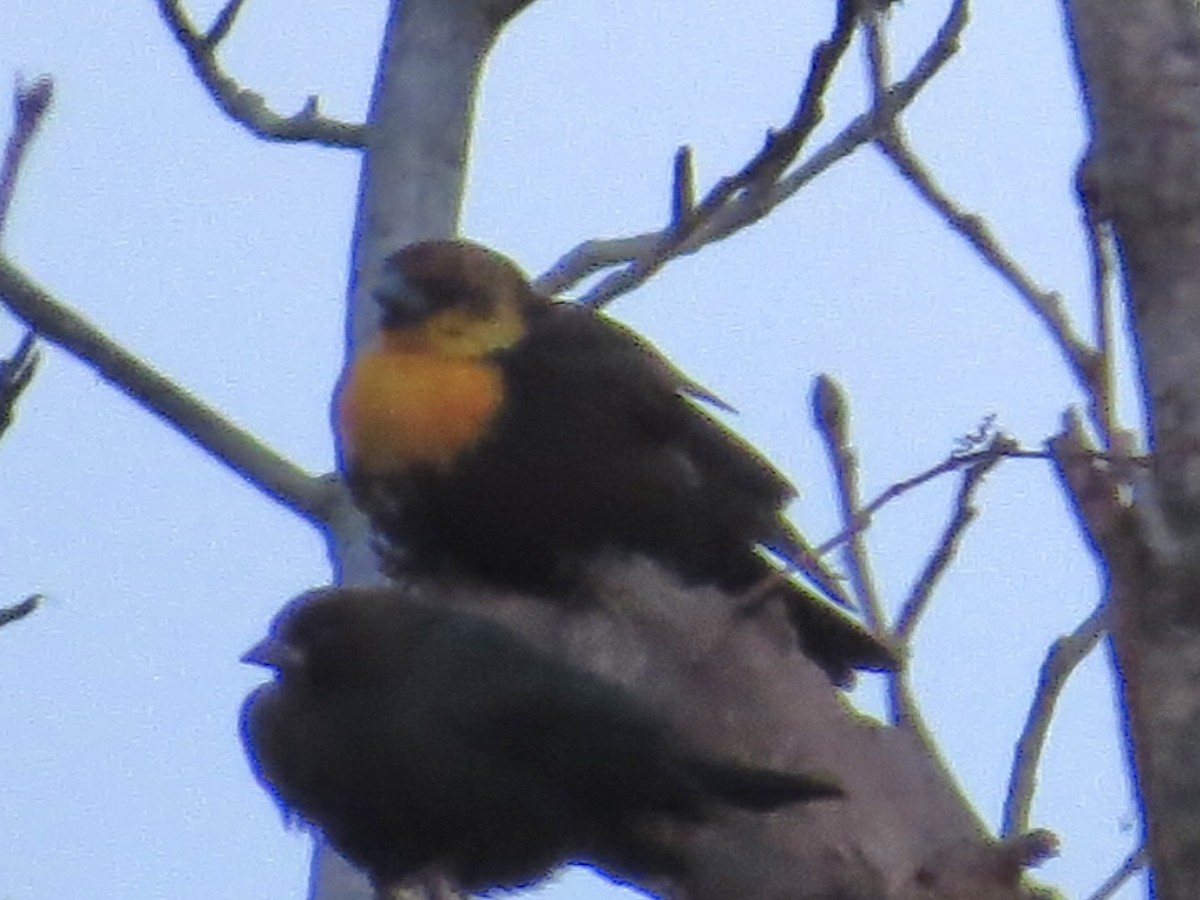 Yellow-headed Blackbird - ML613712348