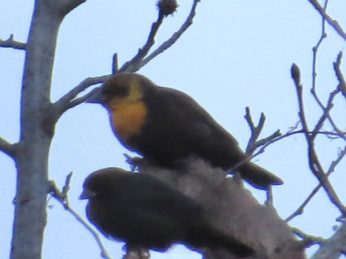 Yellow-headed Blackbird - Tim Carney