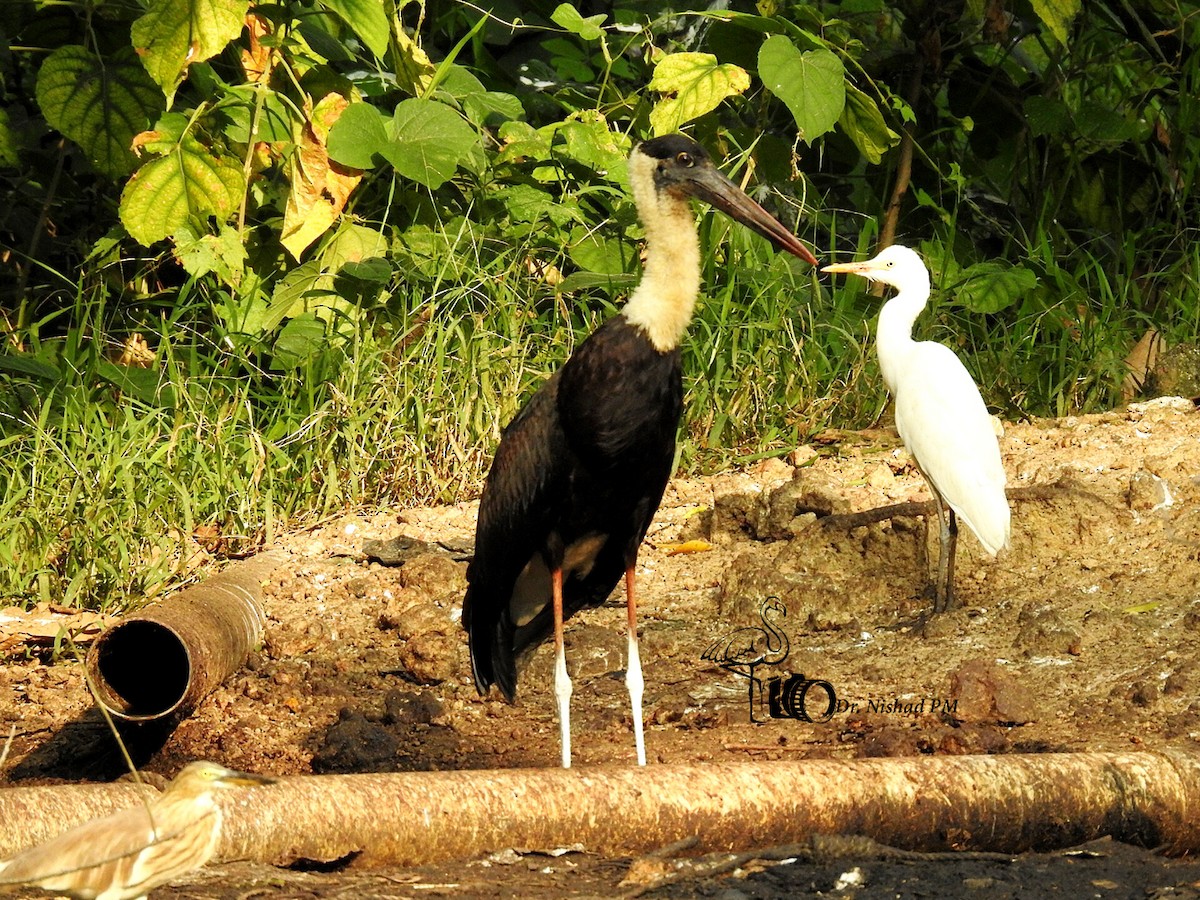 Asian Woolly-necked Stork - Dr. NISHAD PM