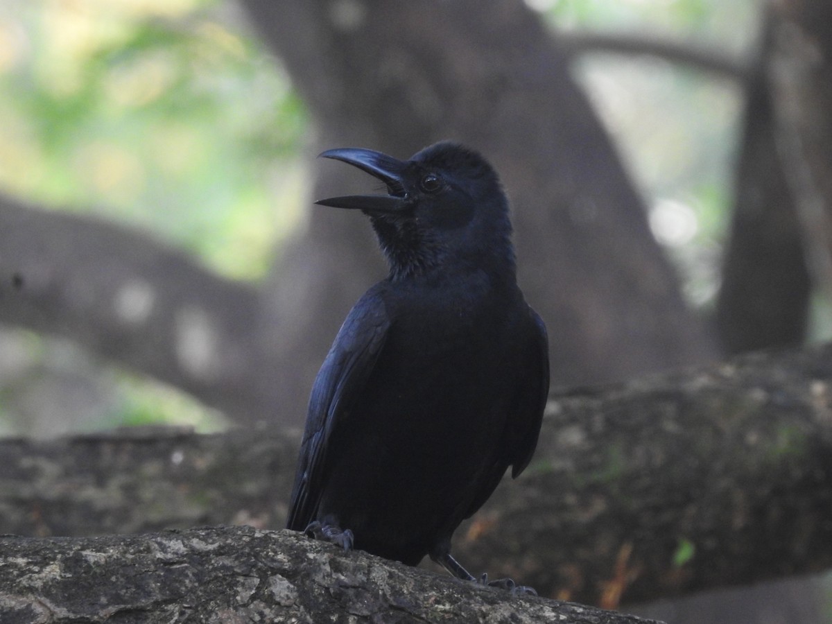 Large-billed Crow - Dr. NISHAD PM
