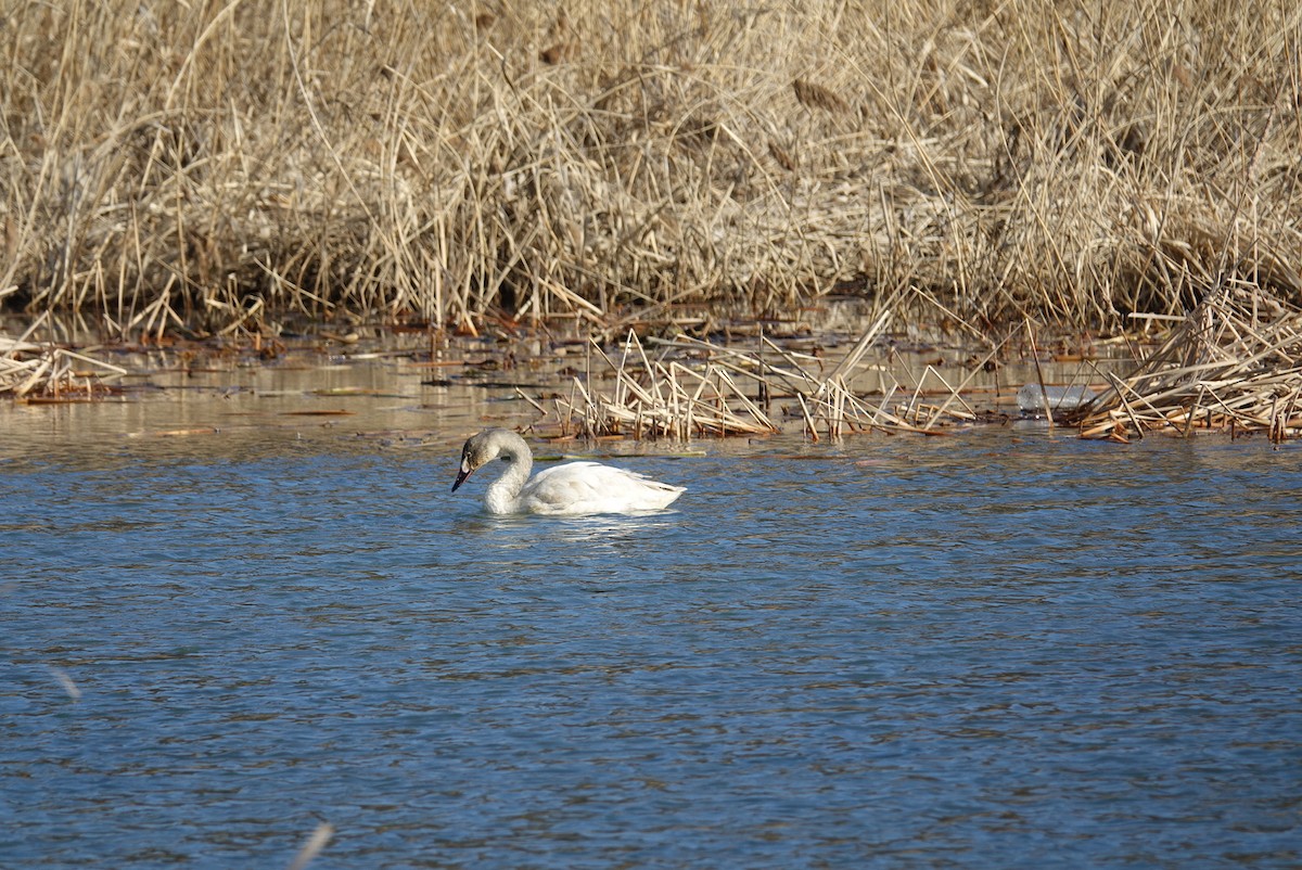 Tundra Swan - ML613712509