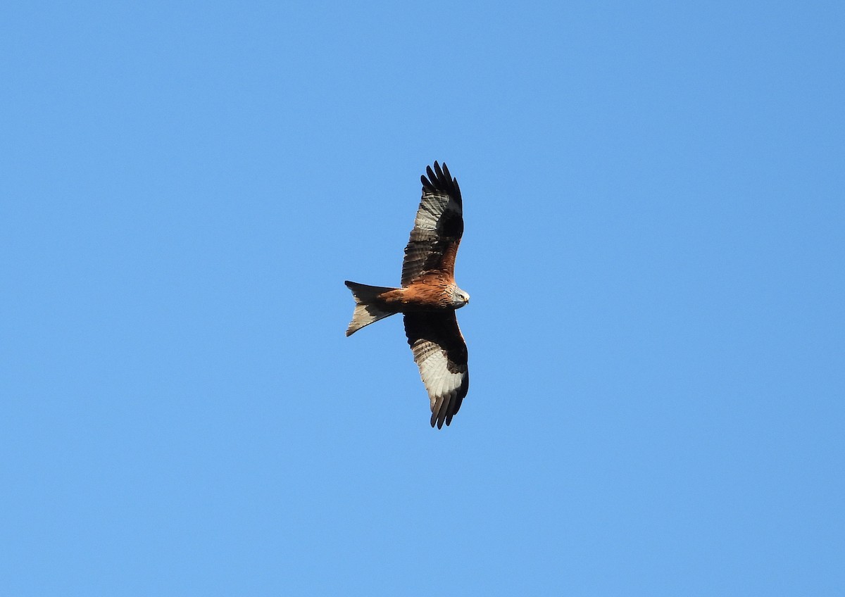 Red Kite - ML613712557