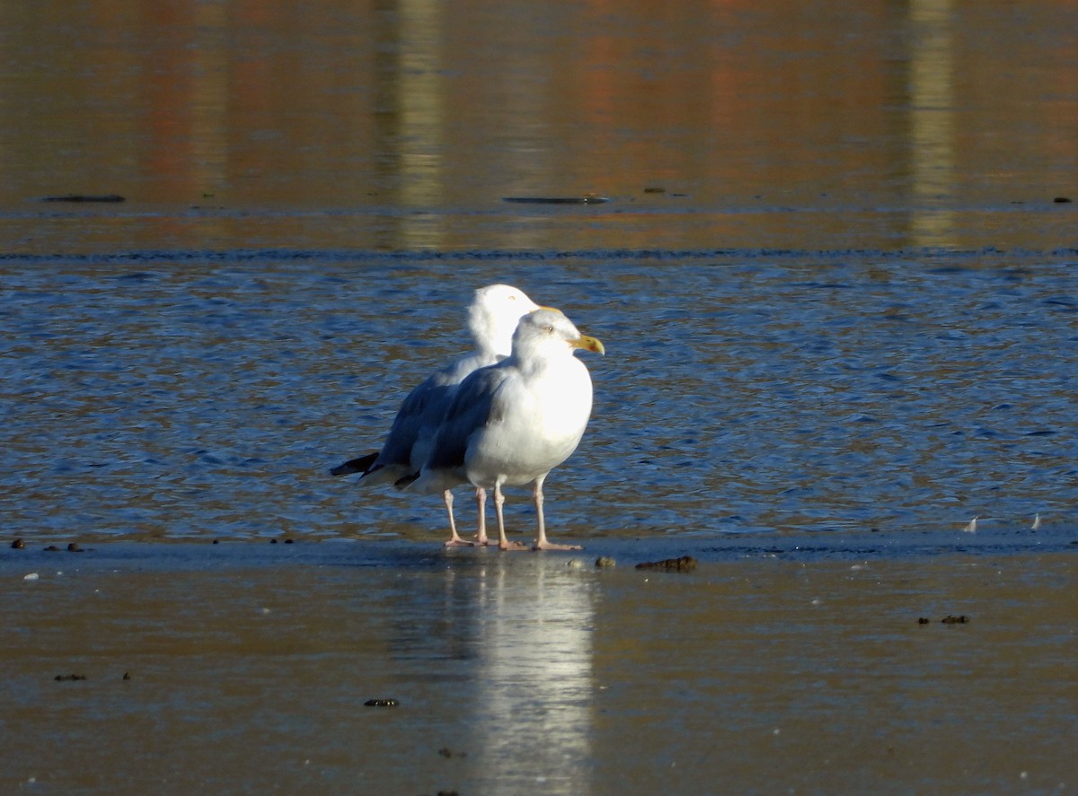 European Herring Gull - ML613712559
