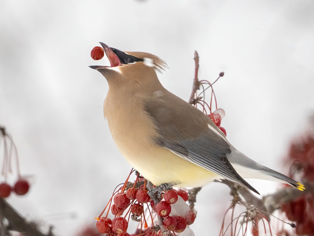 Cedar Waxwing - ML613712674