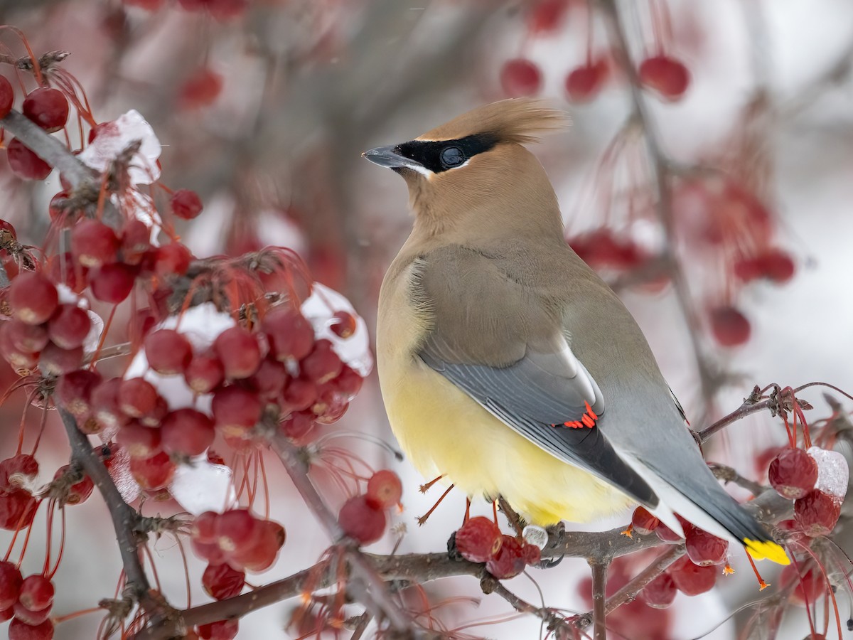 Cedar Waxwing - ML613712676