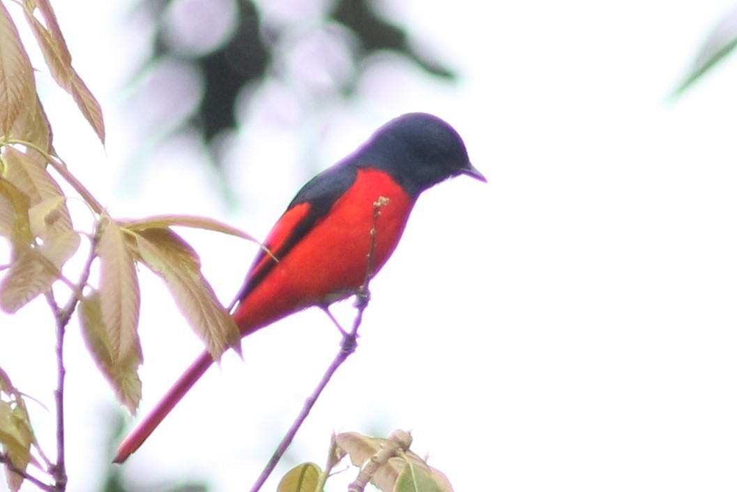 Short-billed Minivet - ML613712694