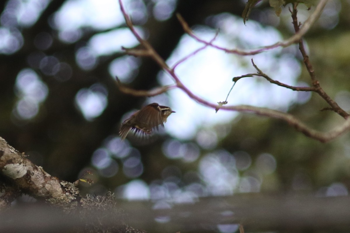 Rufous-winged Fulvetta - Jonathan Pap