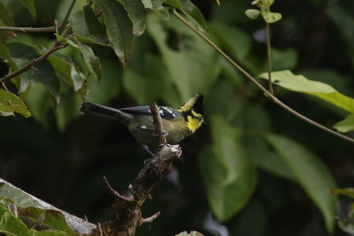 Yellow-cheeked Tit - ML613712700