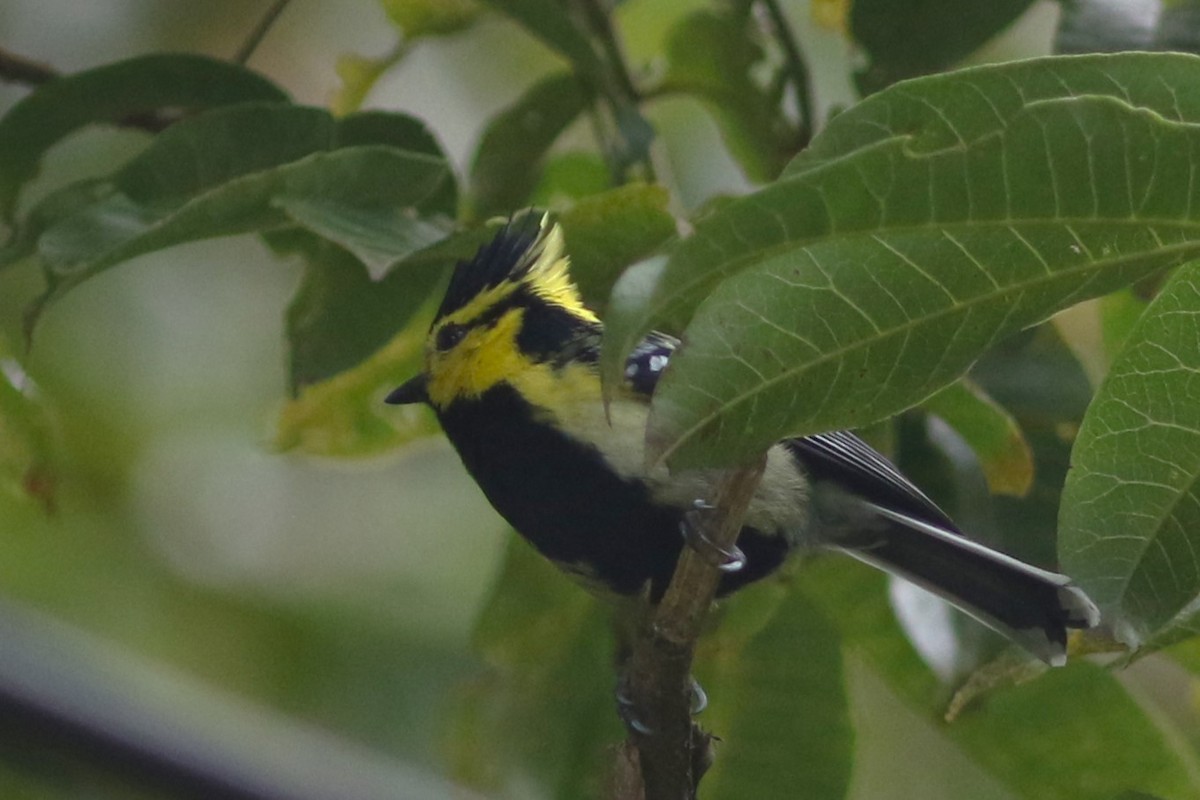 Yellow-cheeked Tit - ML613712701