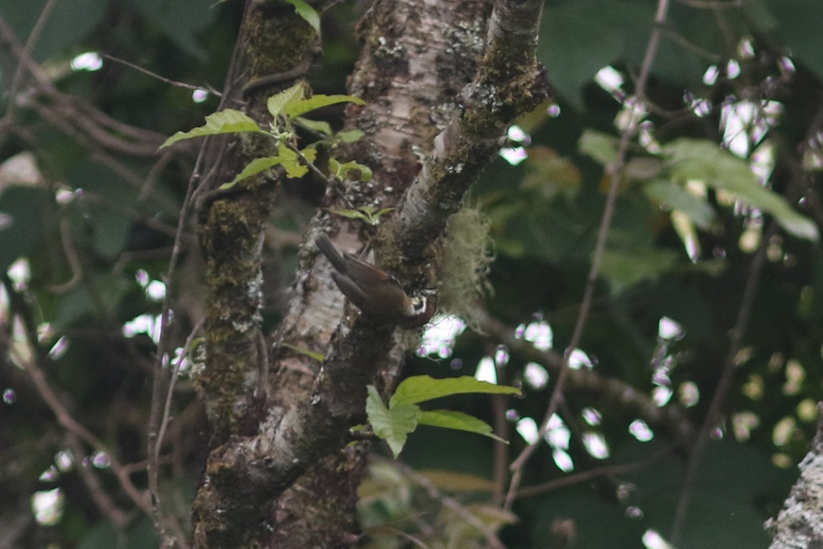 Rufous-winged Fulvetta - ML613712709