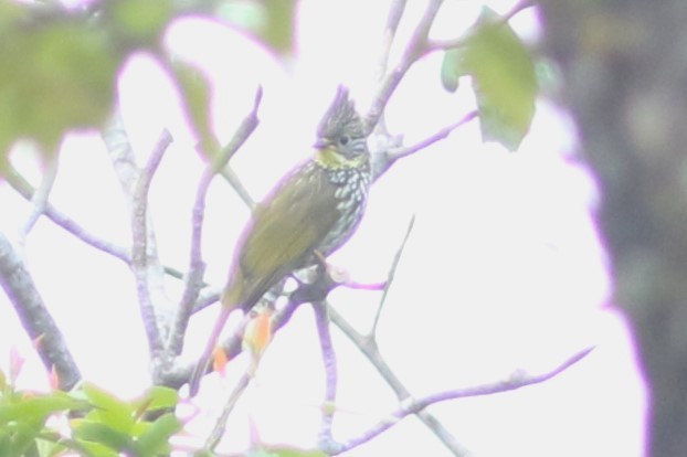 Striated Bulbul - ML613712711