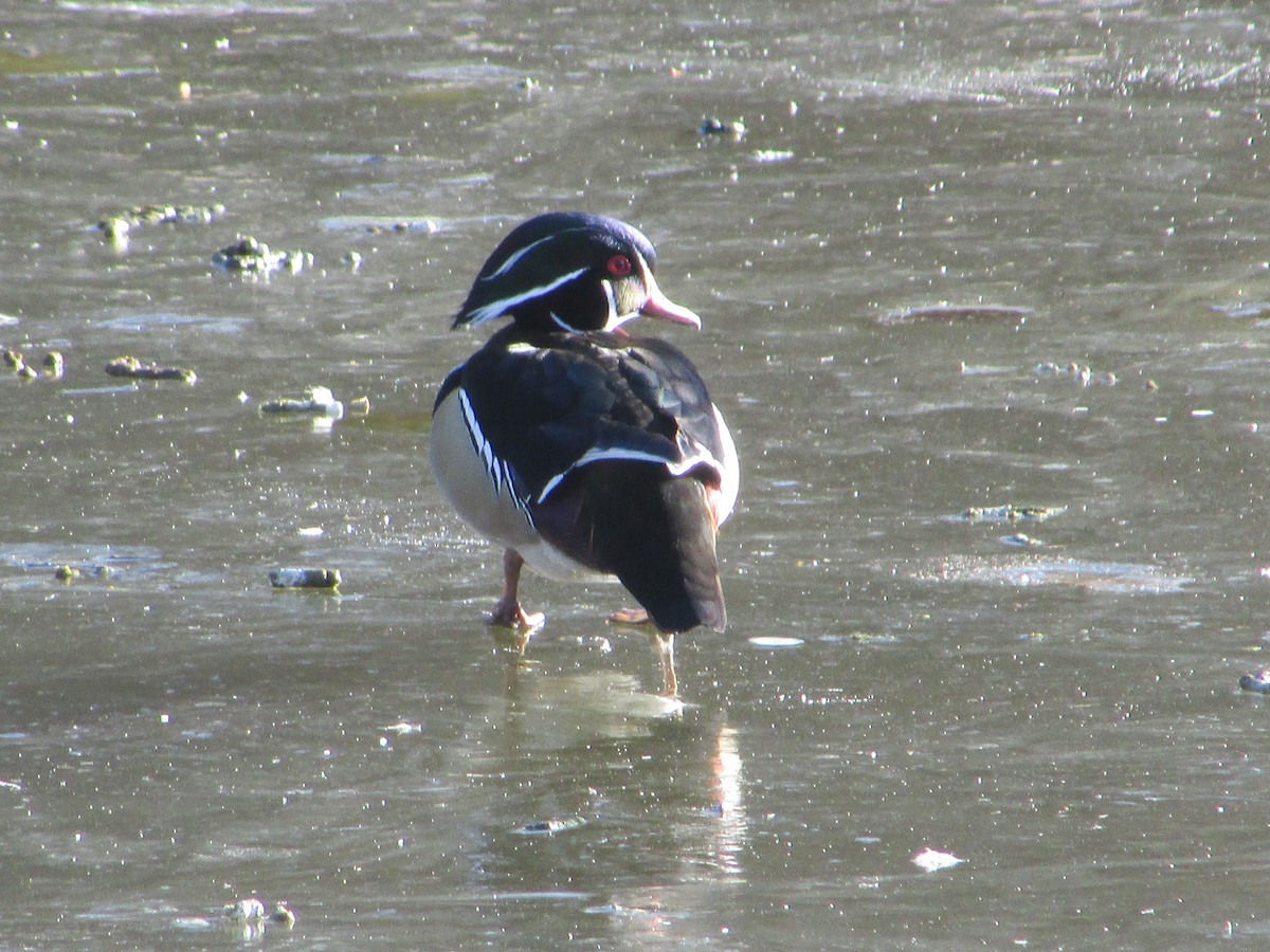 Wood Duck - ML613712724