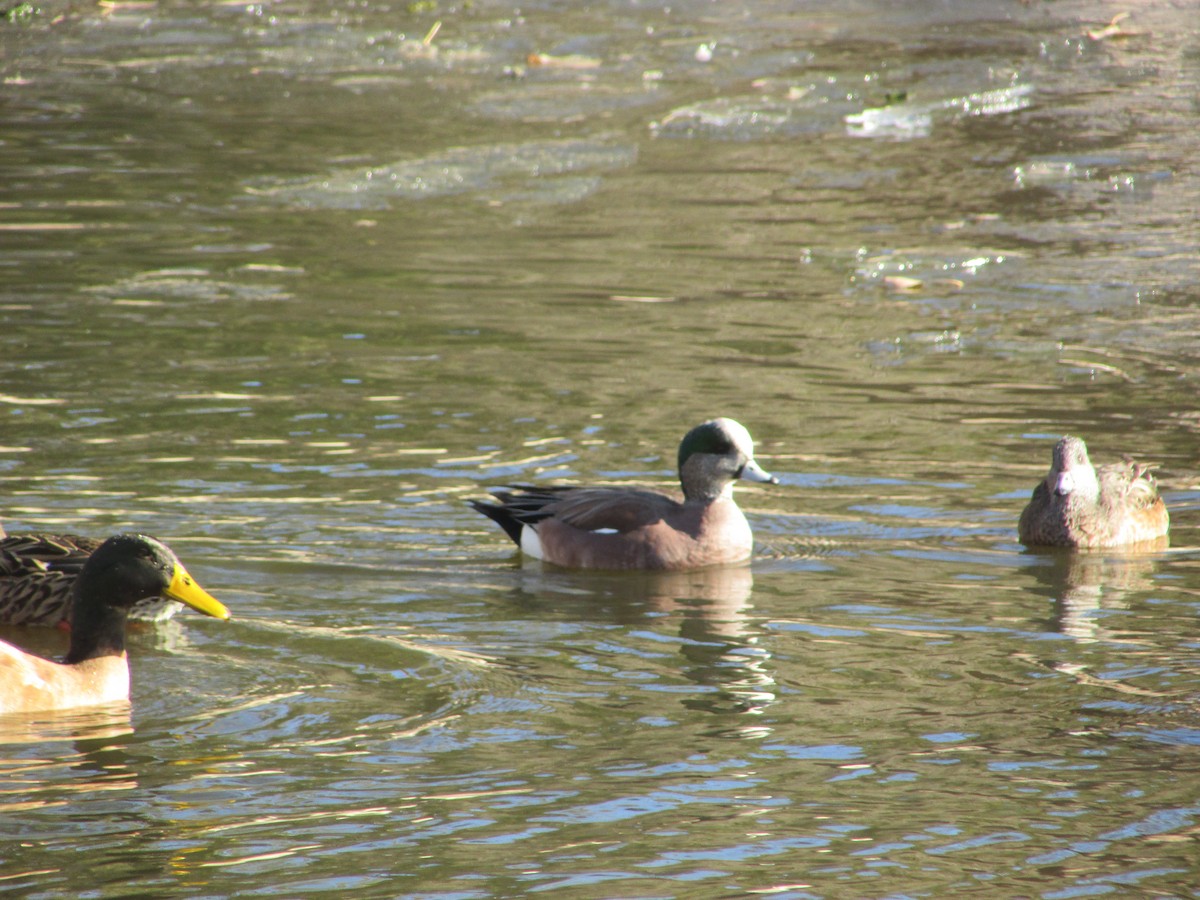 American Wigeon - ML613712732