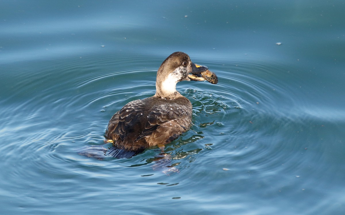 Common Scoter - ML613712768