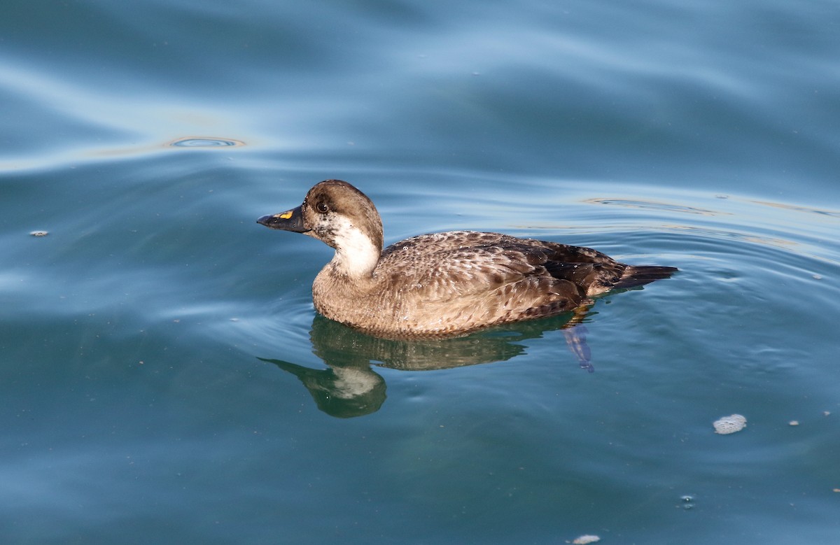 Common Scoter - ML613712770