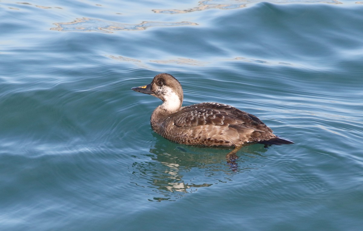 Common Scoter - Delfin Gonzalez