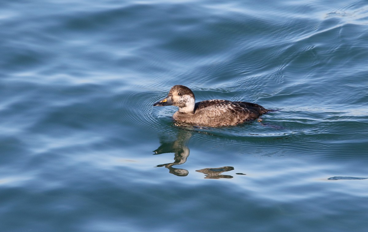 Common Scoter - ML613712772