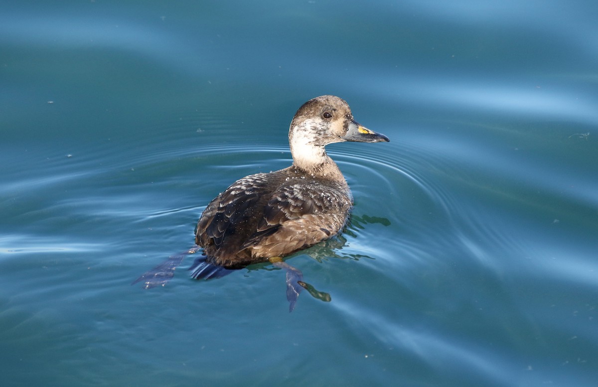 Common Scoter - ML613712773