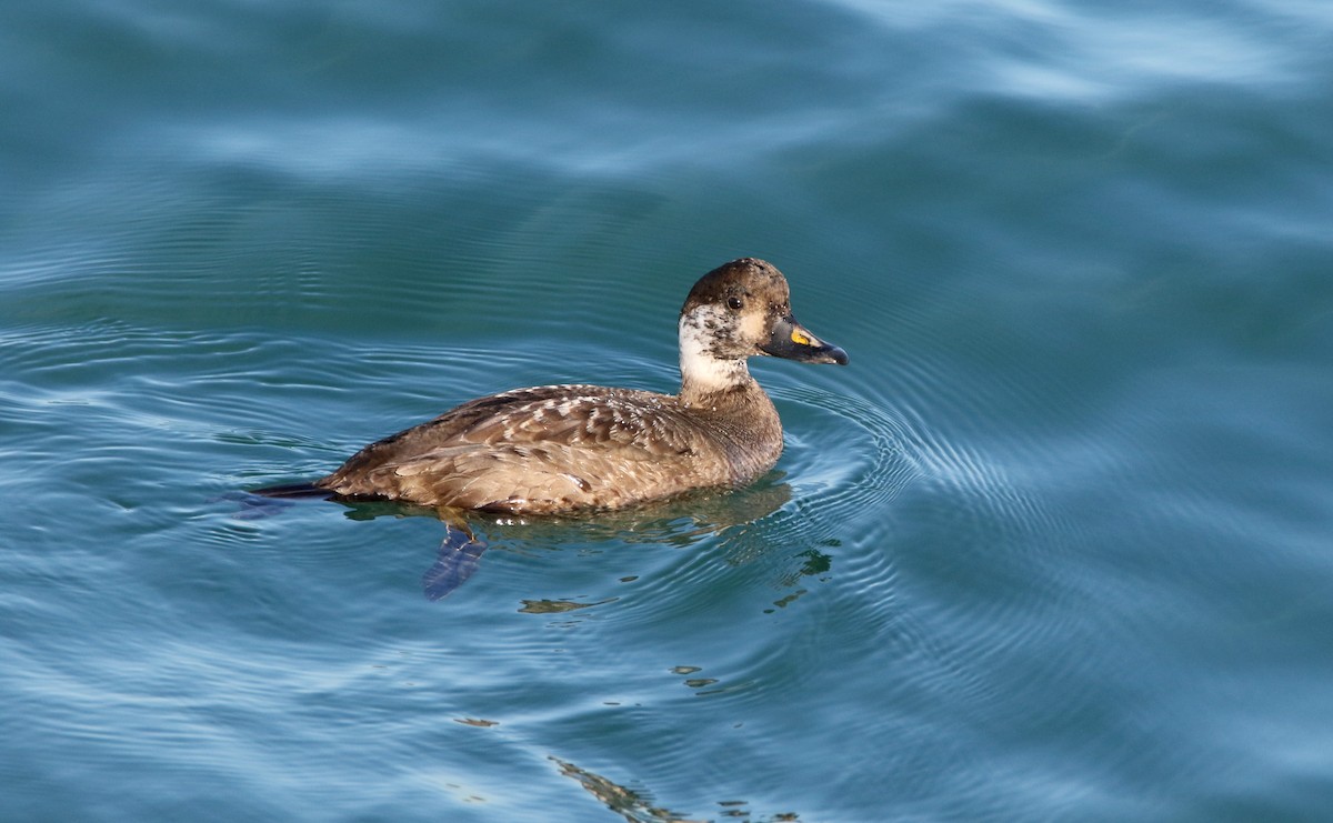 Common Scoter - ML613712774