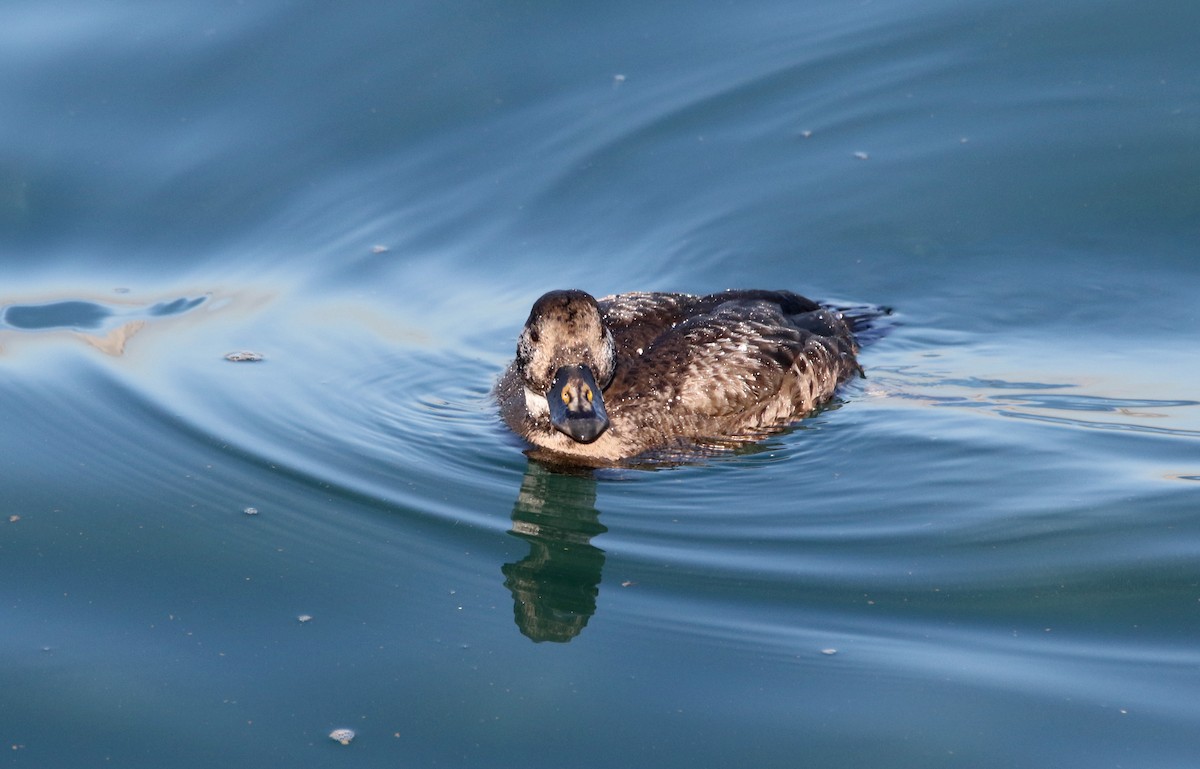 Common Scoter - ML613712776