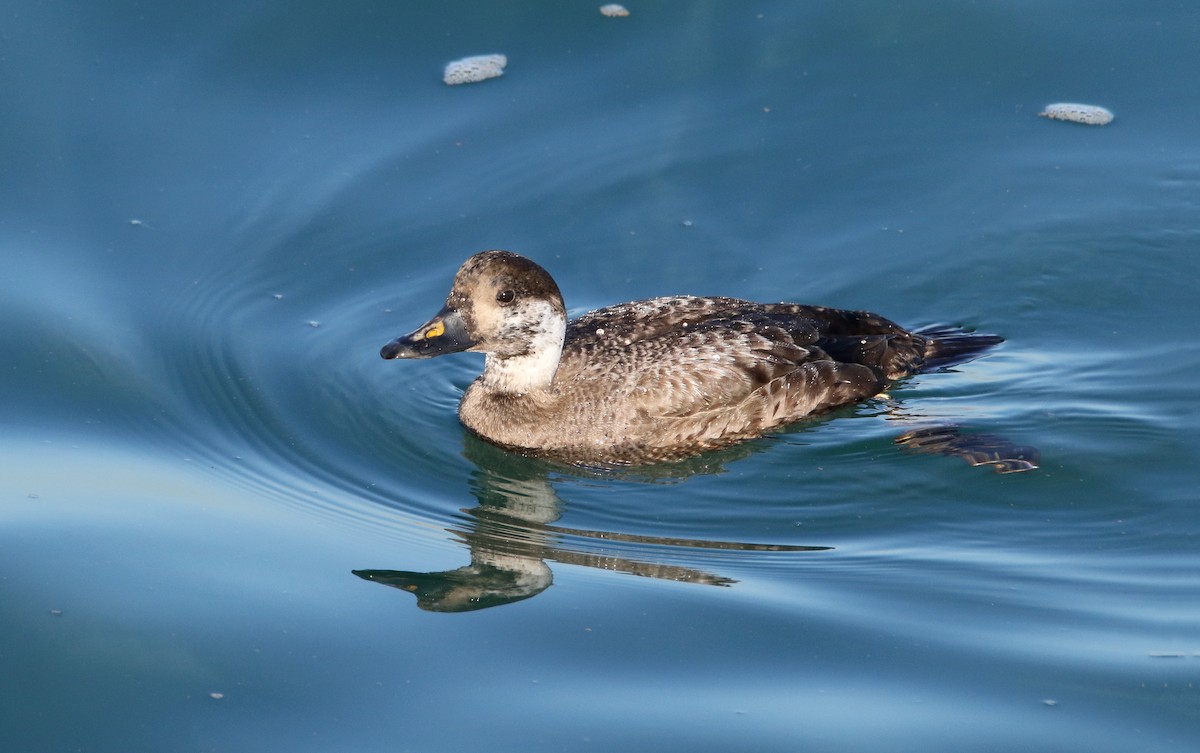 Common Scoter - ML613712777