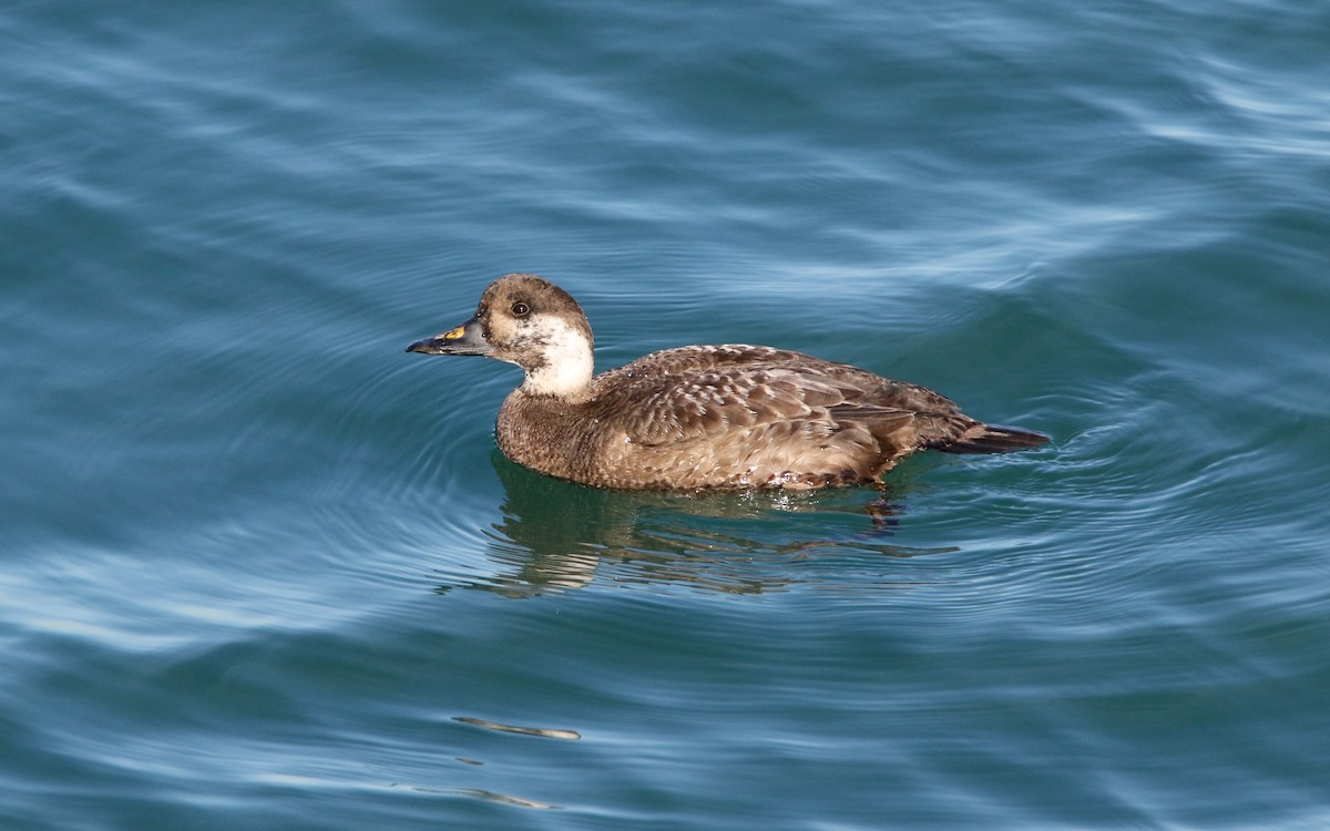 Common Scoter - ML613712778