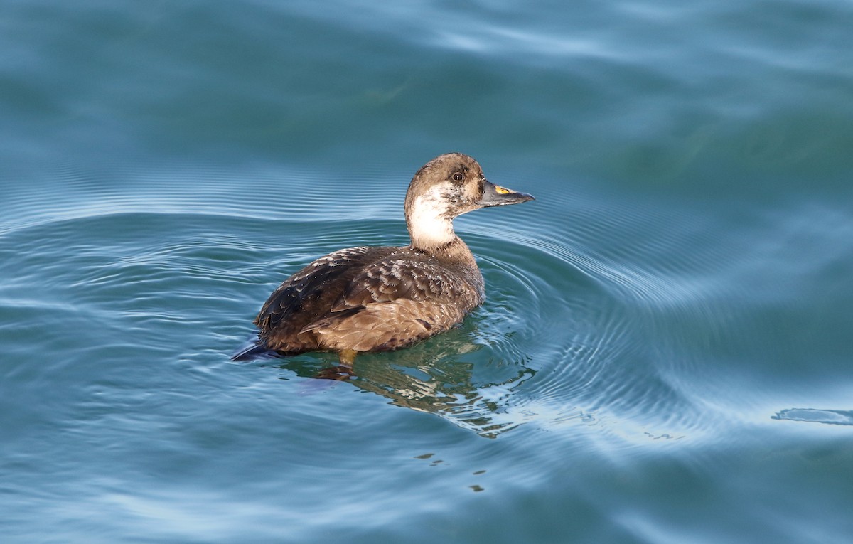 Common Scoter - ML613712779