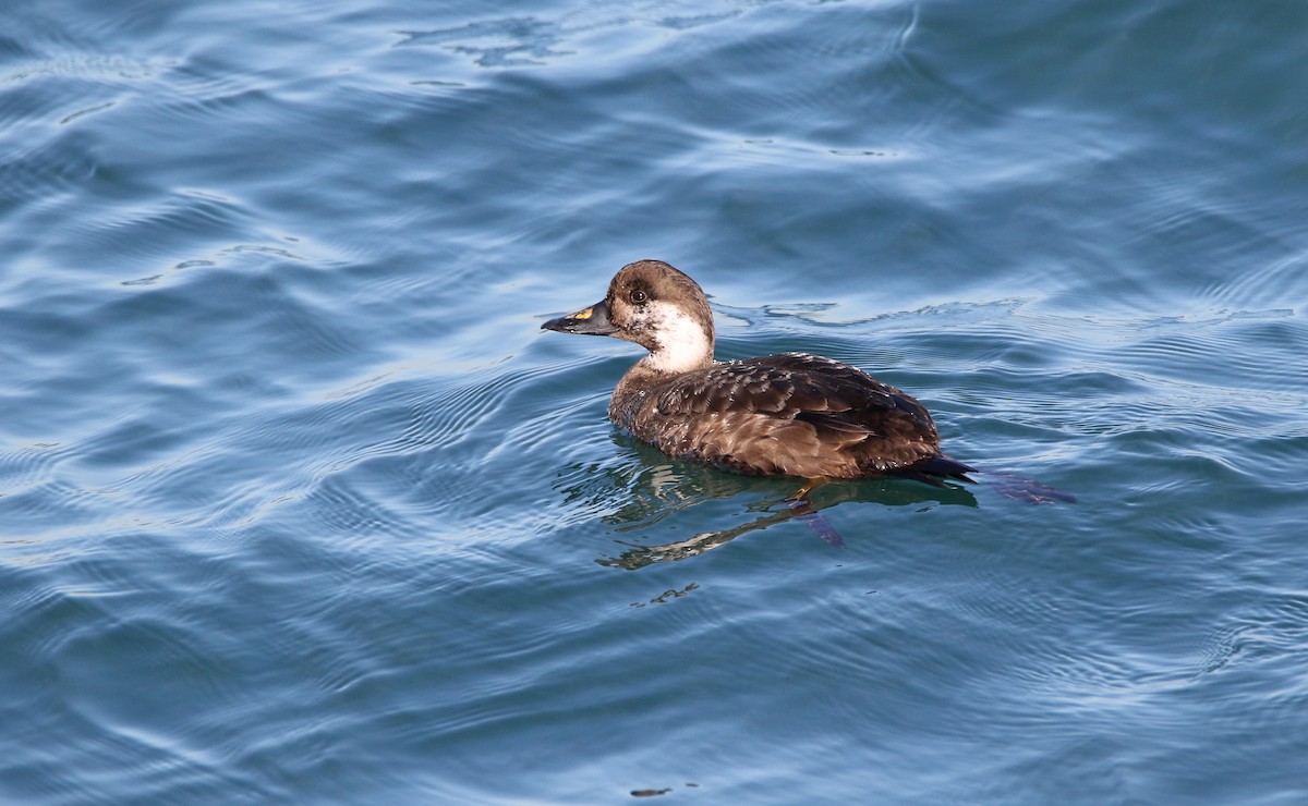 Common Scoter - ML613712781