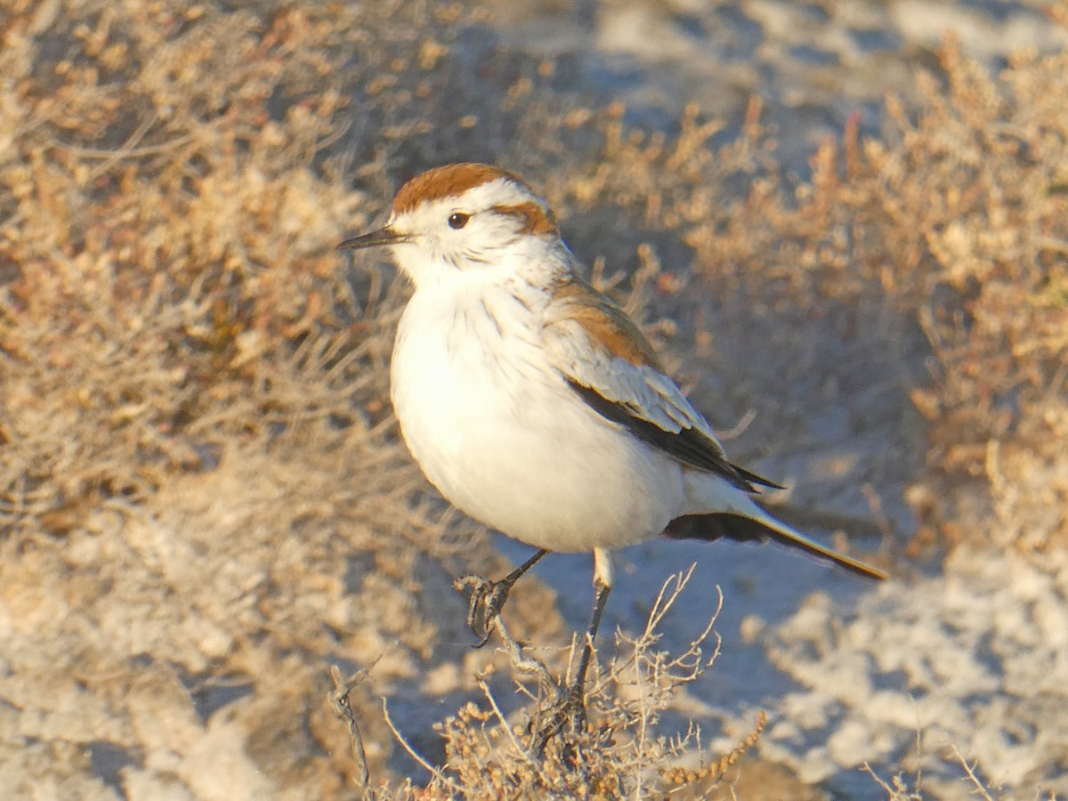 Salinas Monjita - ML613712822