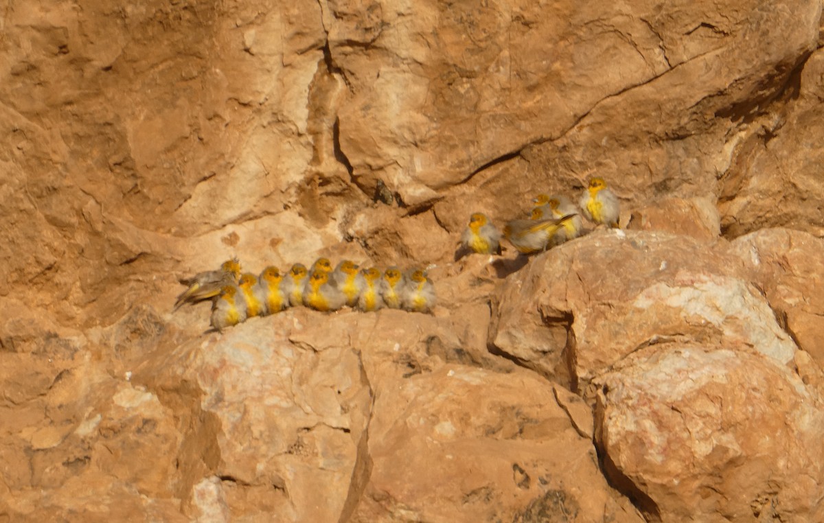 Citron-headed Yellow-Finch - ML613712868