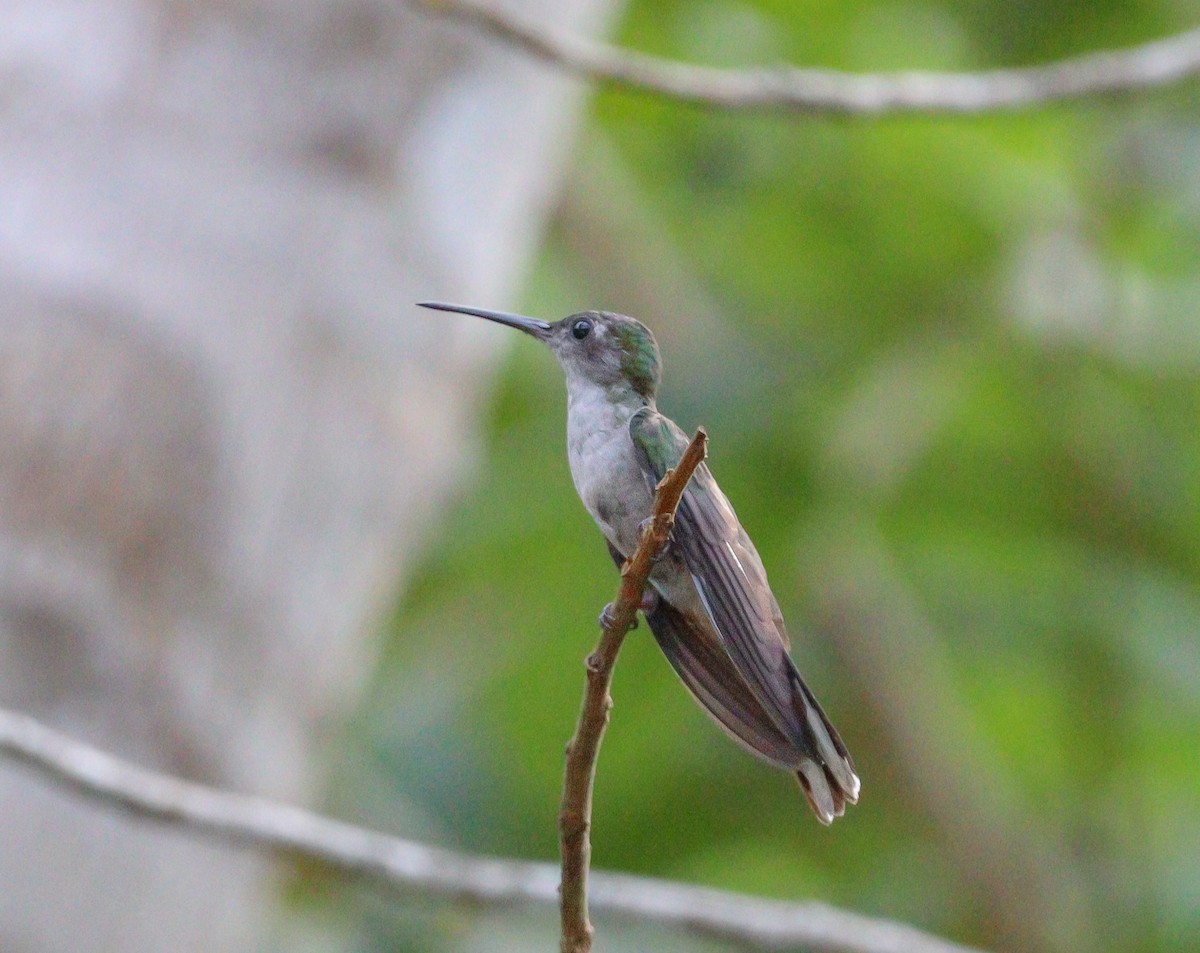 Gray-breasted Sabrewing - ML613712896