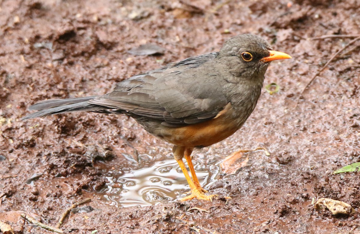 Abyssinian Thrush - ML613712904