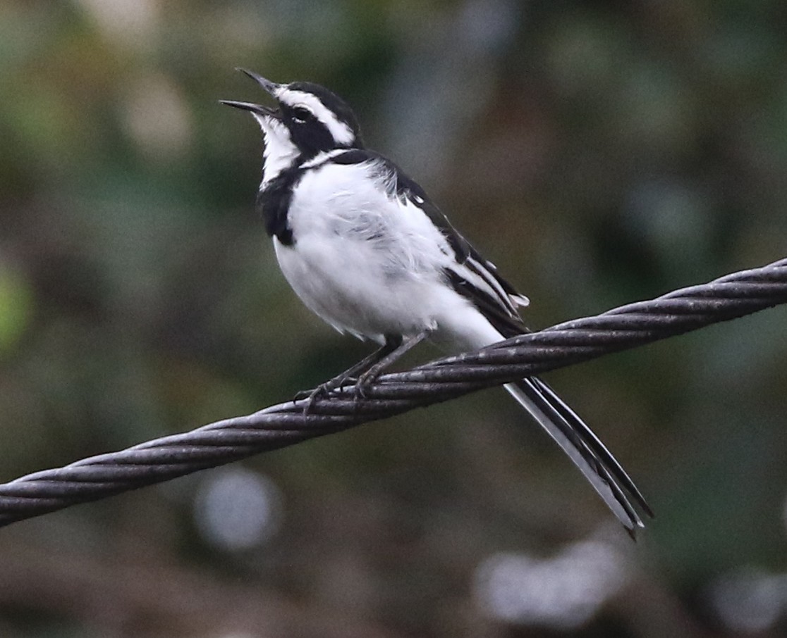 African Pied Wagtail - ML613712907