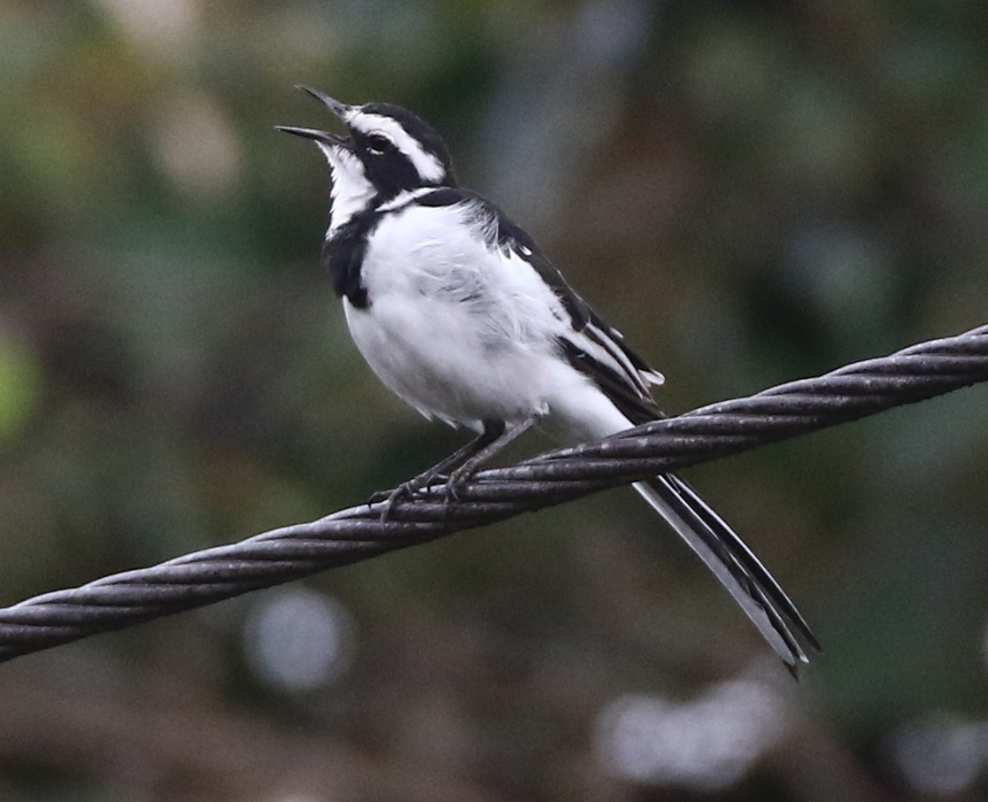 Lavandera Africana - ML613712907