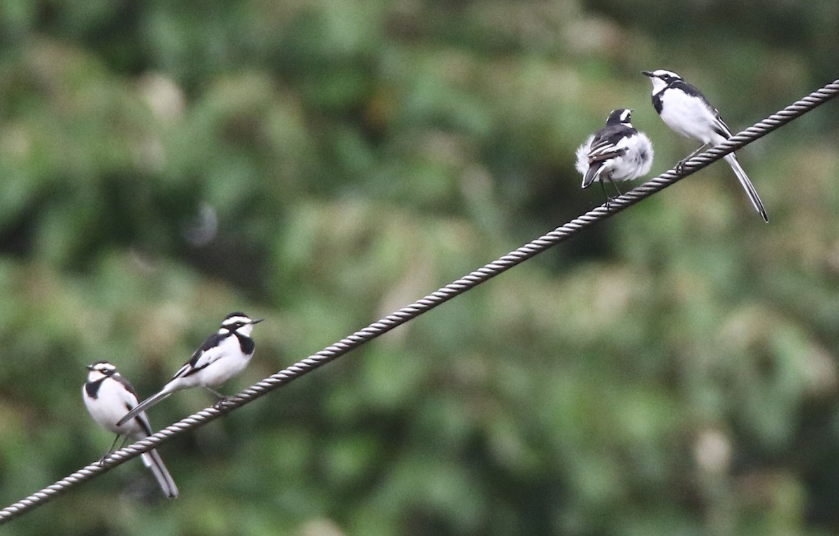African Pied Wagtail - ML613712908