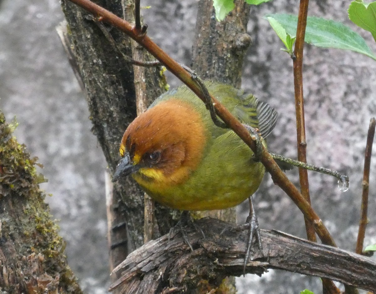 Fulvous-headed Brushfinch - ML613712918